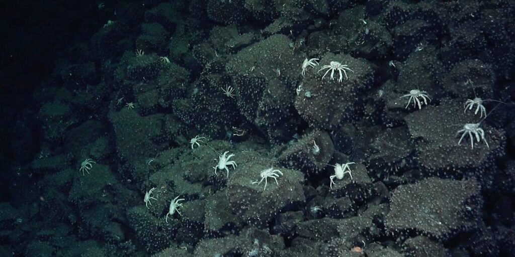 Scientists Follow Crabs on Ocean Floor, Discover Deep-Sea Hot Springs