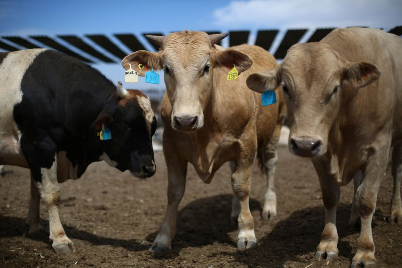 USMCA trade panel rejects US complaint about access to Canada dairy market By Reuters