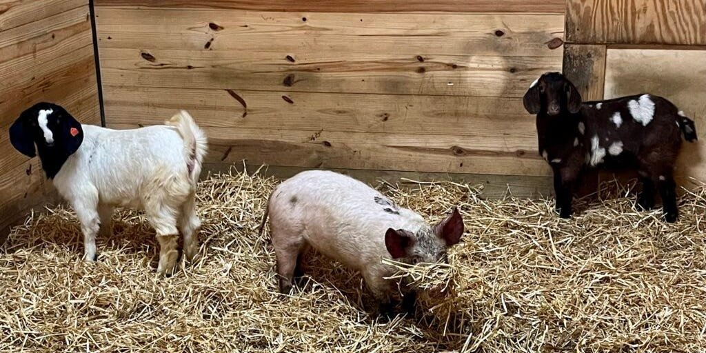 Officers Rescue 150 Animals ‘Living in Squalor’ From a Small Garage