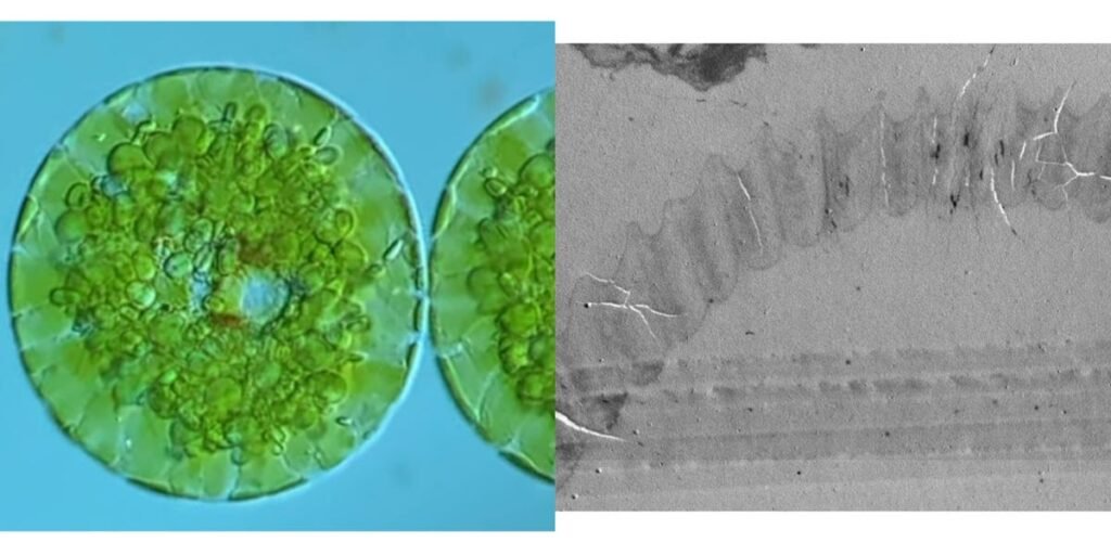 YouTube Video Helps Solve Euglenoid Evolutionary History Mystery