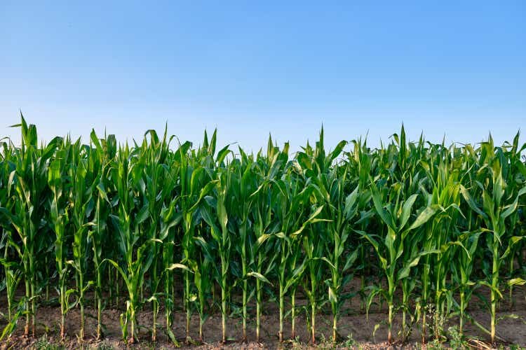 Corn futures fall to new three-year lows, with expectations of ample crop supplies