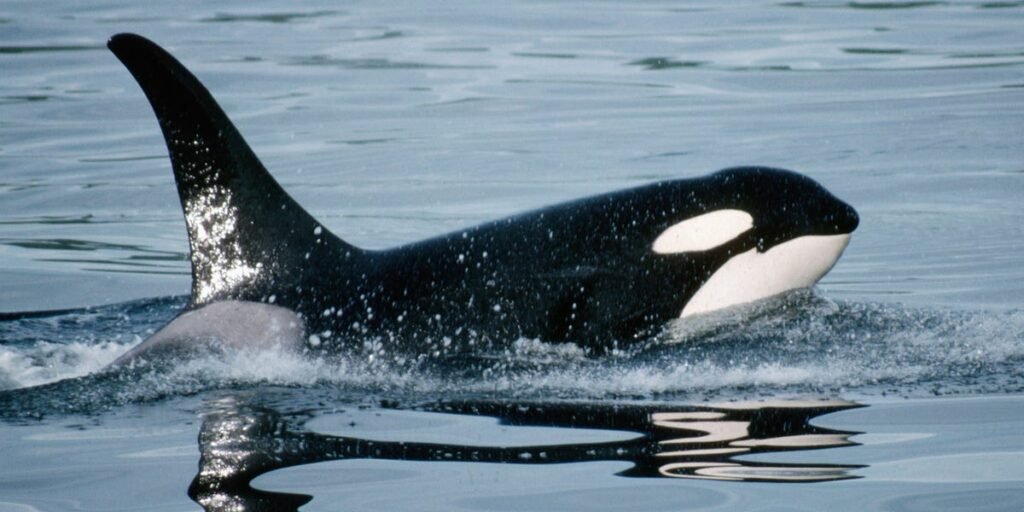 How Orcas Killing Great White Sharks Could Disrupt the Fishing Industry