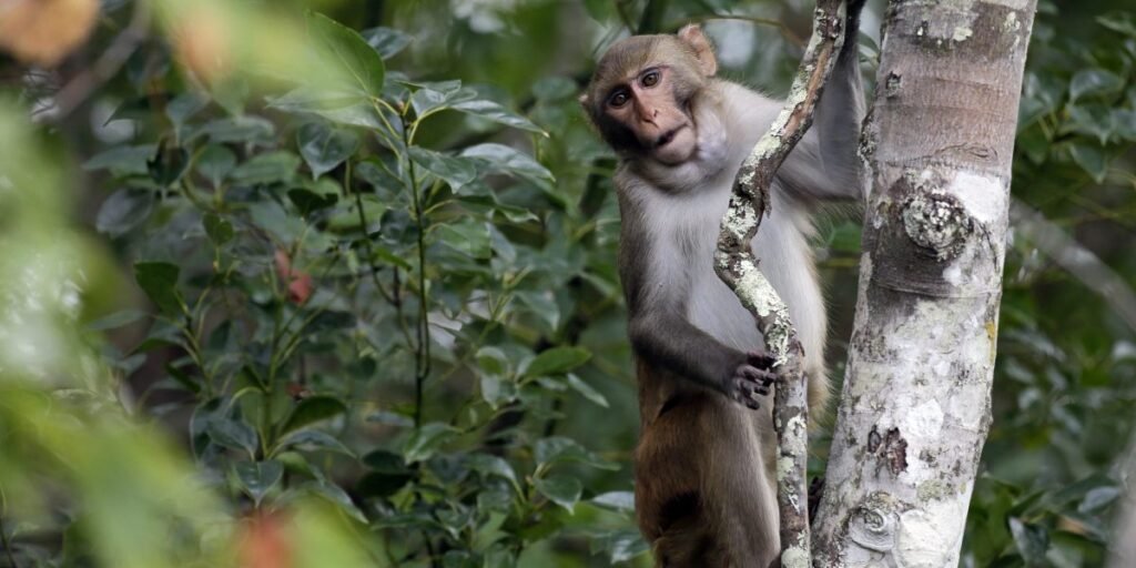 Monkeys that escaped a breeding facility are still on the loose
