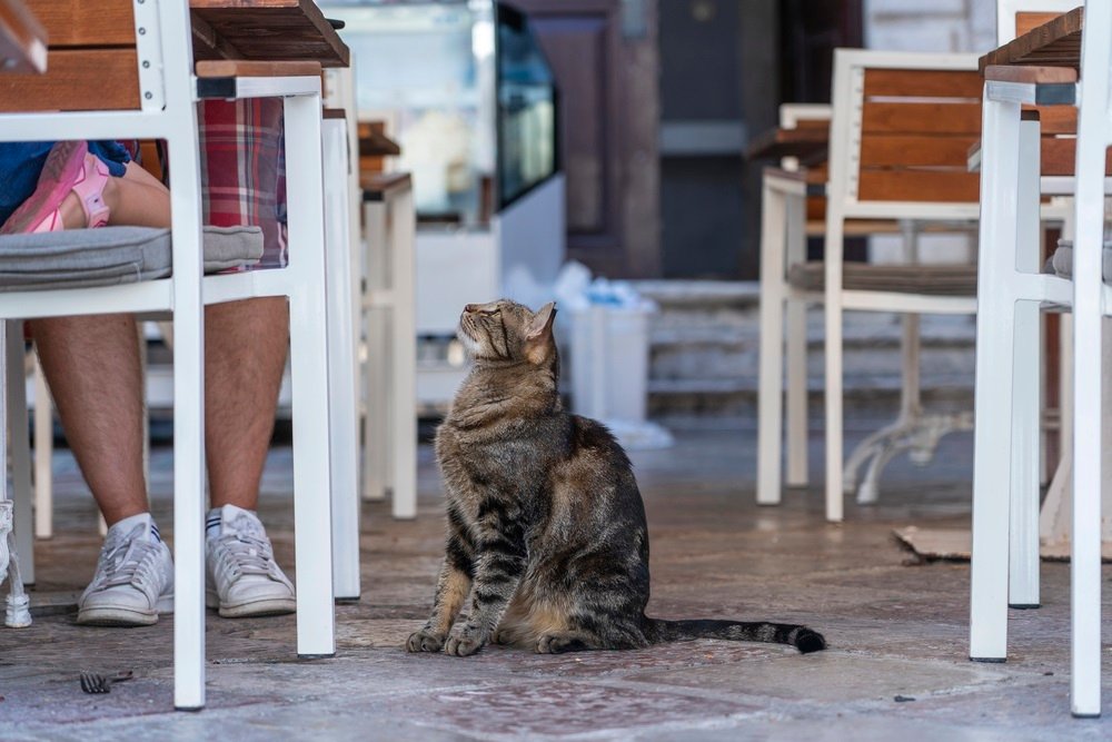 What Stray Cats Taught Me About Spontaneous Order