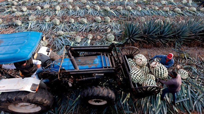 Falling demand leaves Mexico with a 500mn-litre tequila lake