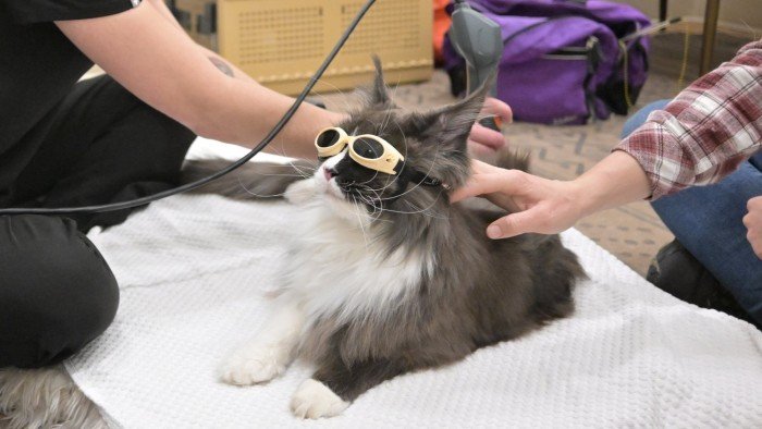 Is private equity behind the surging cost of veterinary care?