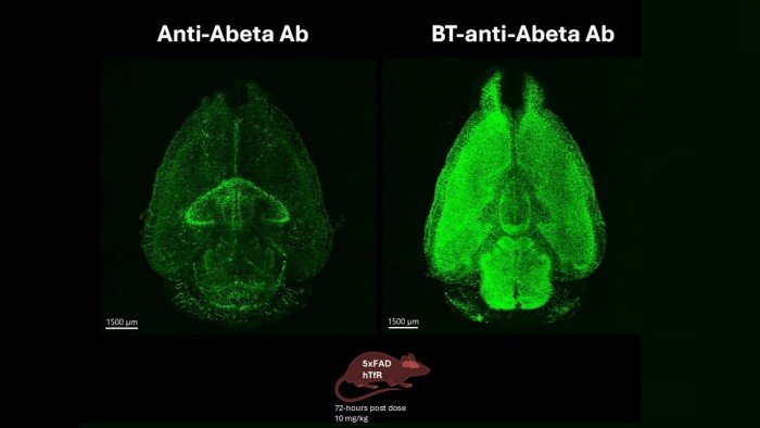 Biotech behind Alzheimer’s drug seeks partners for blood-brain barrier technology