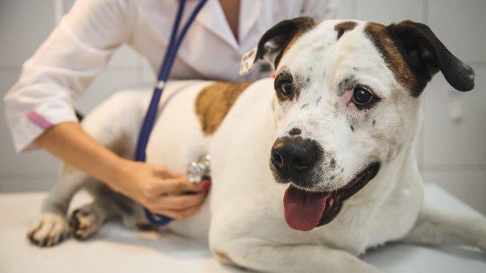 Europe’s biggest vet group considers London listing