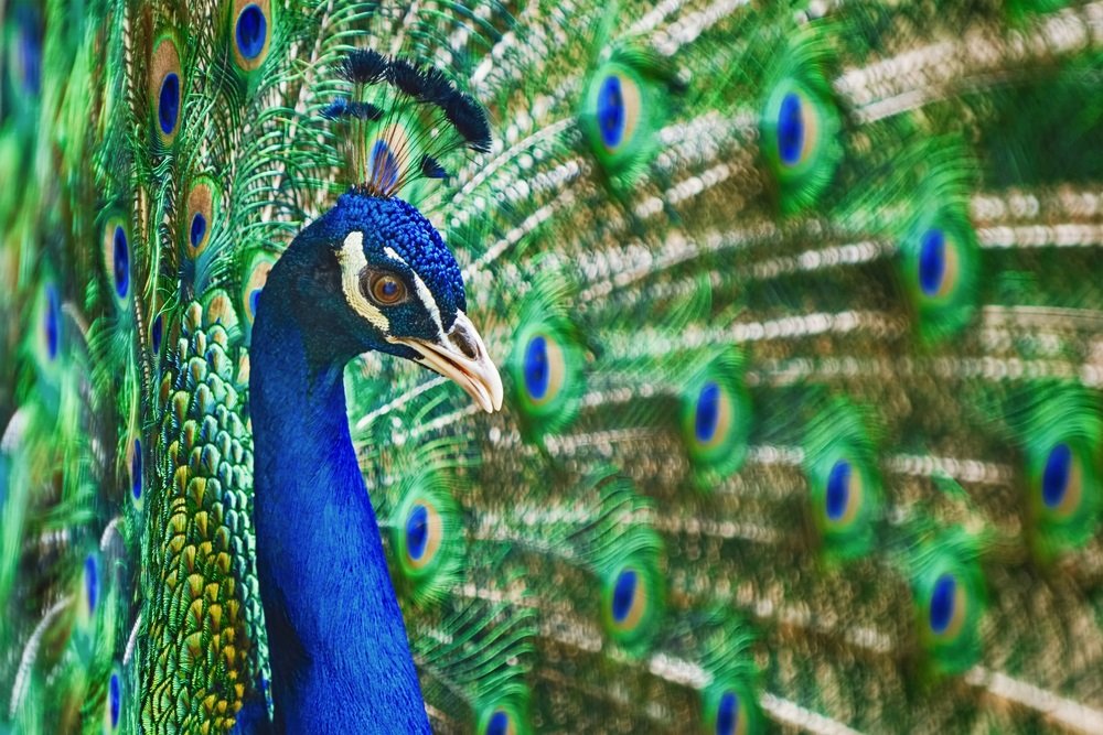 Bird Brains, Bird Sex, and All Kinds of Beauty (with Matt Ridley)