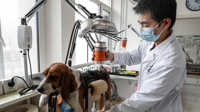 China spends big on its ageing pets