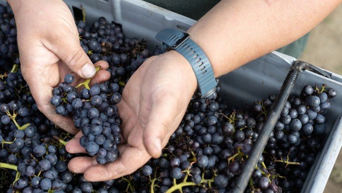 Global vineyard values tumble as consumers put down the bottle