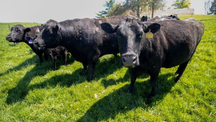 US beef prices extend surge as ranchers face thinnest herds in 70 years