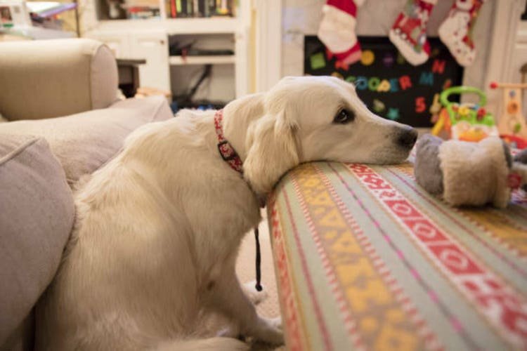 Zoetis gains EMA panel endorsement for Lenivia for osteoarthritis pain in dogs