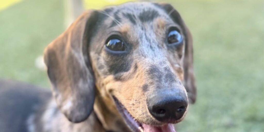 ChatGPT Transforms Puppy Potty Data Into Useful Key Potty Indicators