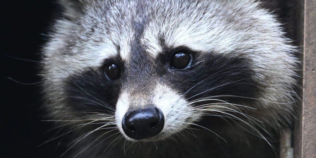 Jimothy the Strange Raccoon Is Summer’s Hottest Animal Icon
