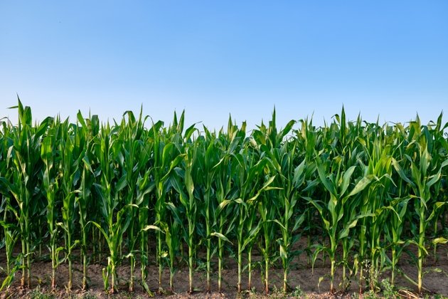 U.S. corn futures hit three-year high as Pro Farmer Crop Tour points to lower U.S. output
